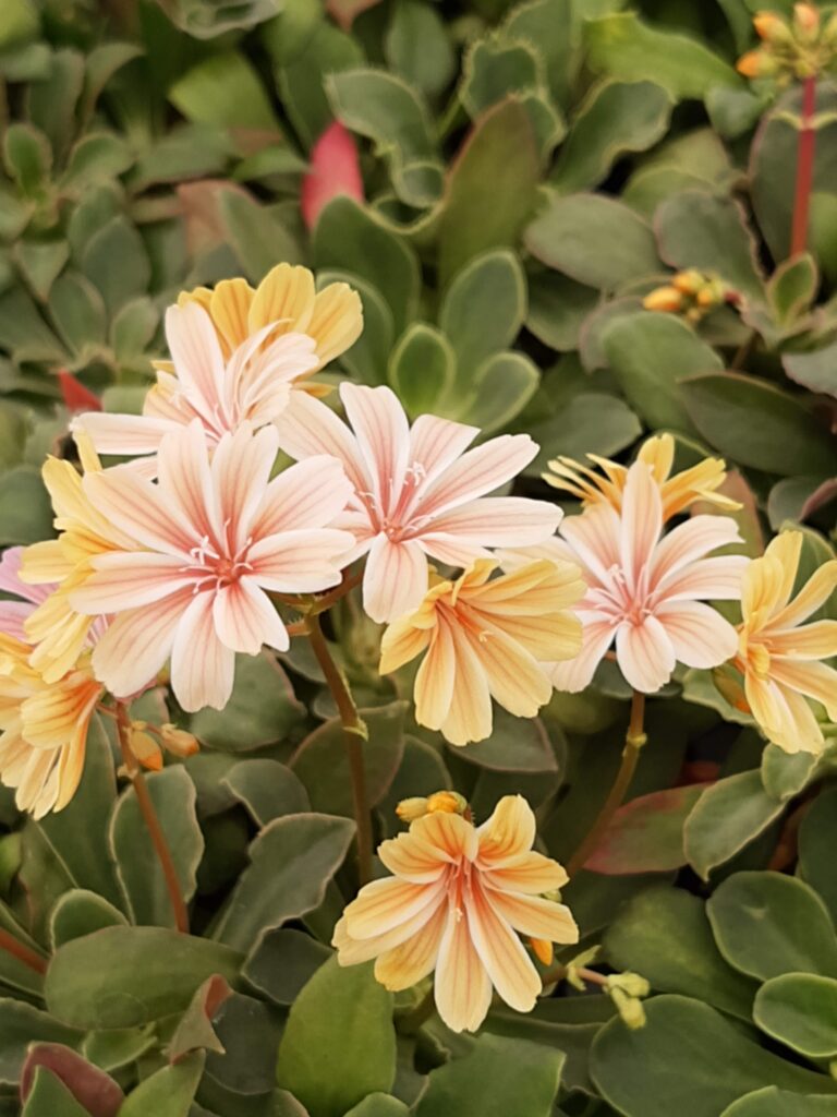 Lewisia